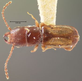 Media type: image;   Entomology 6793 Aspect: habitus dorsal view